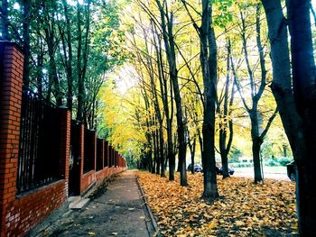 Narrow pathway along trees