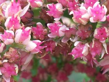 Close-up of pink flowers