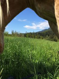 Scenic view of grassy field against sky