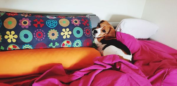 High angle view of dog relaxing on sofa