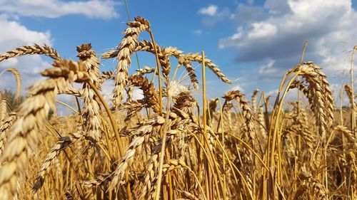 Close-up of wheat growing on field against sky