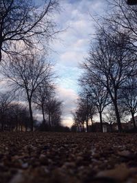 Bare trees on landscape