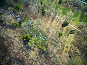 High angle view of trees growing in farm