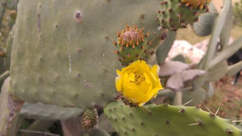 Close-up of yellow prickly pear cactus