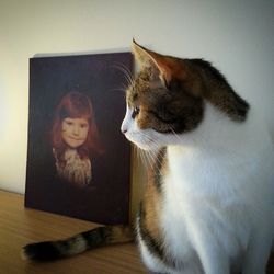 Portrait of cat