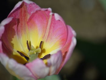 Close-up of yellow flower