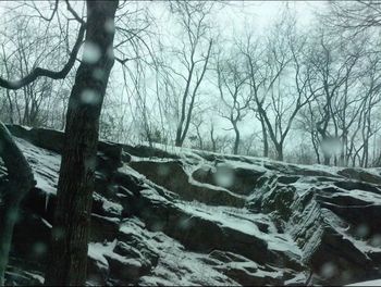 Snow covered trees in forest