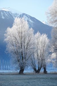 Scenic view of tree by mountains against clear sky