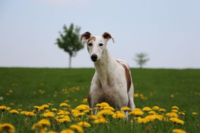 View of a dog on field