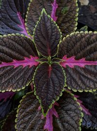 High angle view of leaves on plant during autumn