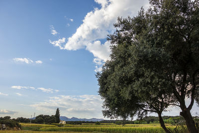 Trees on field against sky