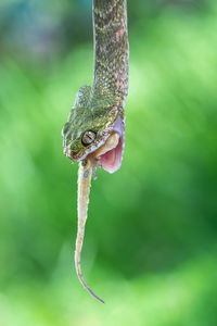 Close-up of lizard