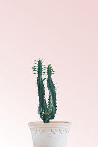 Close-up of potted plant against white background