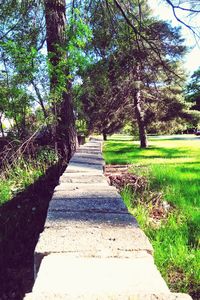 Footpath in park