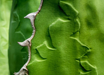 Agave succulent plant freshness texture on leaves surface with thorn of agave titanota gentry