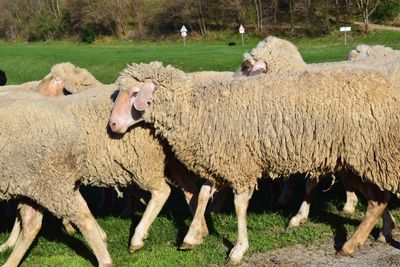 View of sheep on field