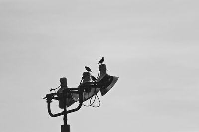 Low angle view of bird perching on pole against clear sky