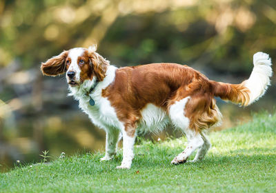 Side view of brittany spaniel standing on grassy field at park