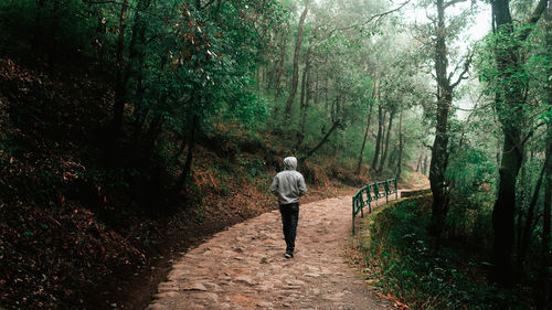 Rear view of man walking on footpath amidst trees in forest