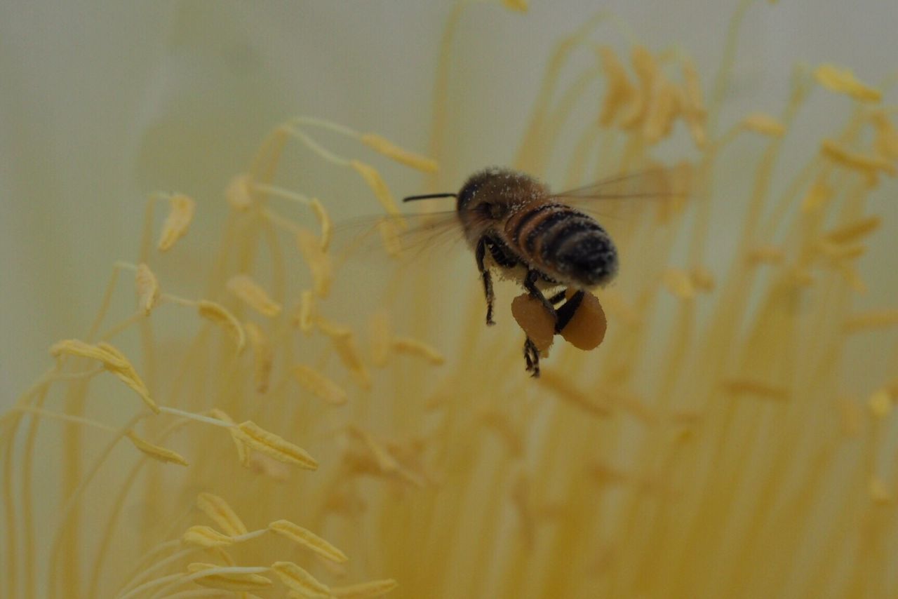 Pollinater