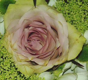 Close-up of a flower