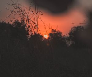 Close-up of plants on field against sky during sunset