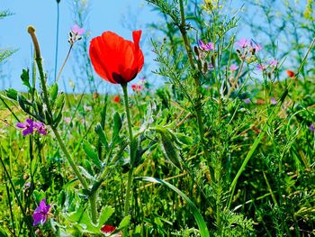 Close-up of red poppy flowers