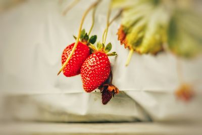 Close-up of strawberry