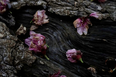 Close-up of pink rose leaves on wood