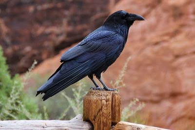 Side view of raven perching on wooden fence against rocks