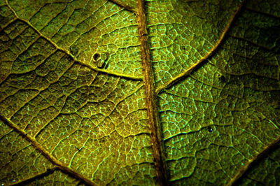 Full frame shot of water drops on leaves