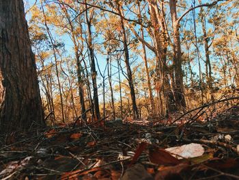 Bare trees in forest against sky