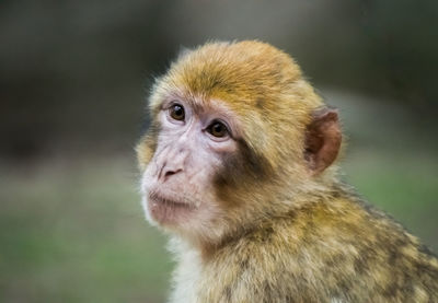 Portrait of monkey