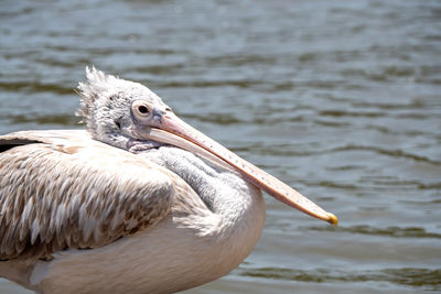 Close-up of pelican