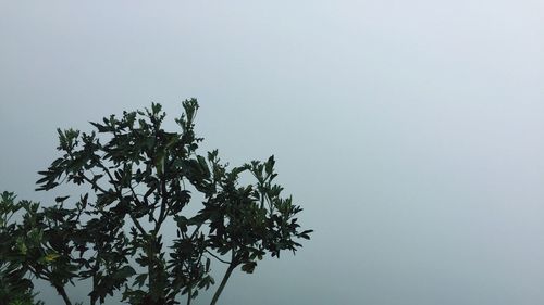 Low angle view of plant against clear sky
