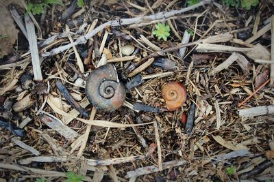 Close-up of grass on ground