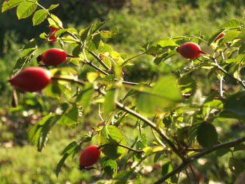 Close-up of red berries on tree