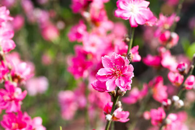 Close-up of pink flowers