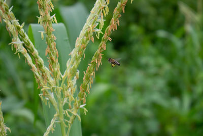Close-up of a bird flying