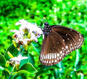 Close-up of butterfly on plant