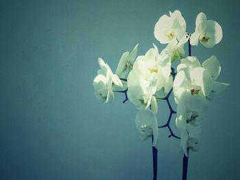 Close-up of white flowers