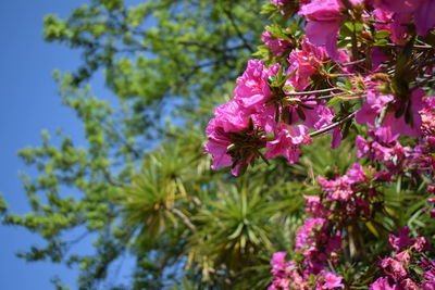 Low angle view of pink flowering plant