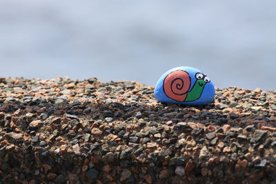 Close-up of shell on rock