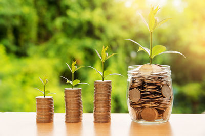 Close-up of potted plant on table