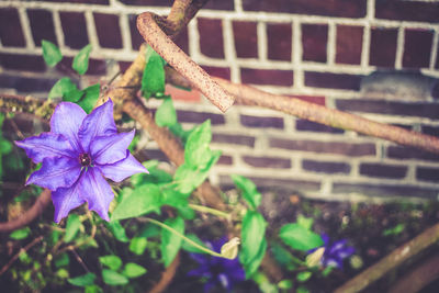 Close-up of flower