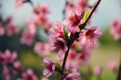 Close-up of pink flowers blooming outdoors