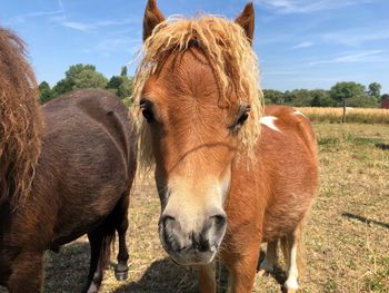 Horses standing in a field