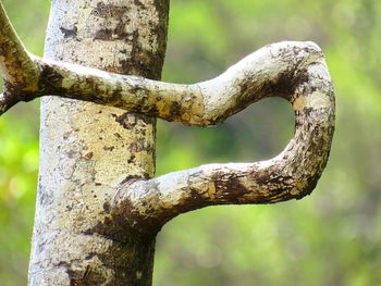 Close-up of tree trunk