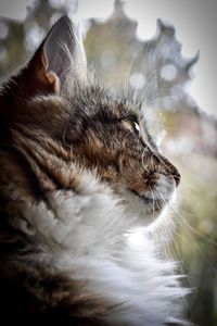 Close-up of cat with eyes closed