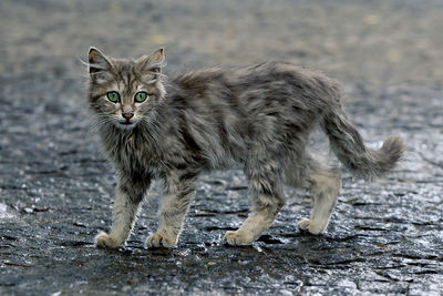 Portrait of cat standing outdoors